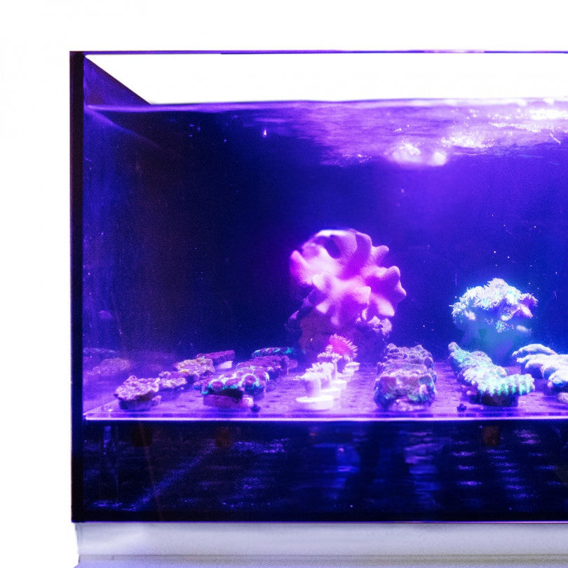 60cm Coral Frag Tank & Cabinet Set – 75L Shallow Reef Aquarium System with Pre-Drilled Pipework