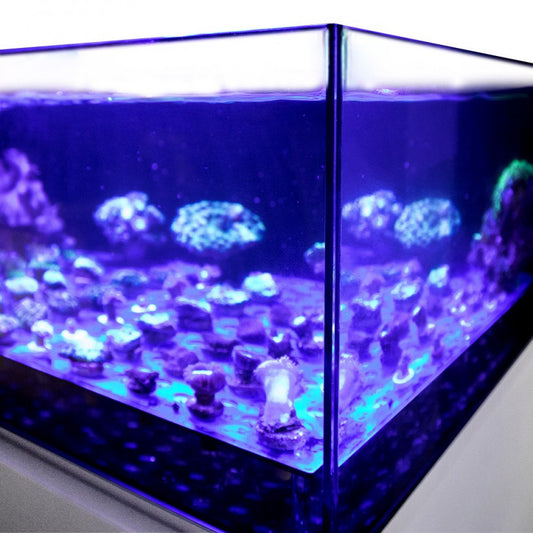 60cm Coral Frag Tank & Cabinet Set – 75L Shallow Reef Aquarium System with Pre-Drilled Pipework